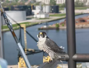 Peregrine falcon perched at Jones Island 